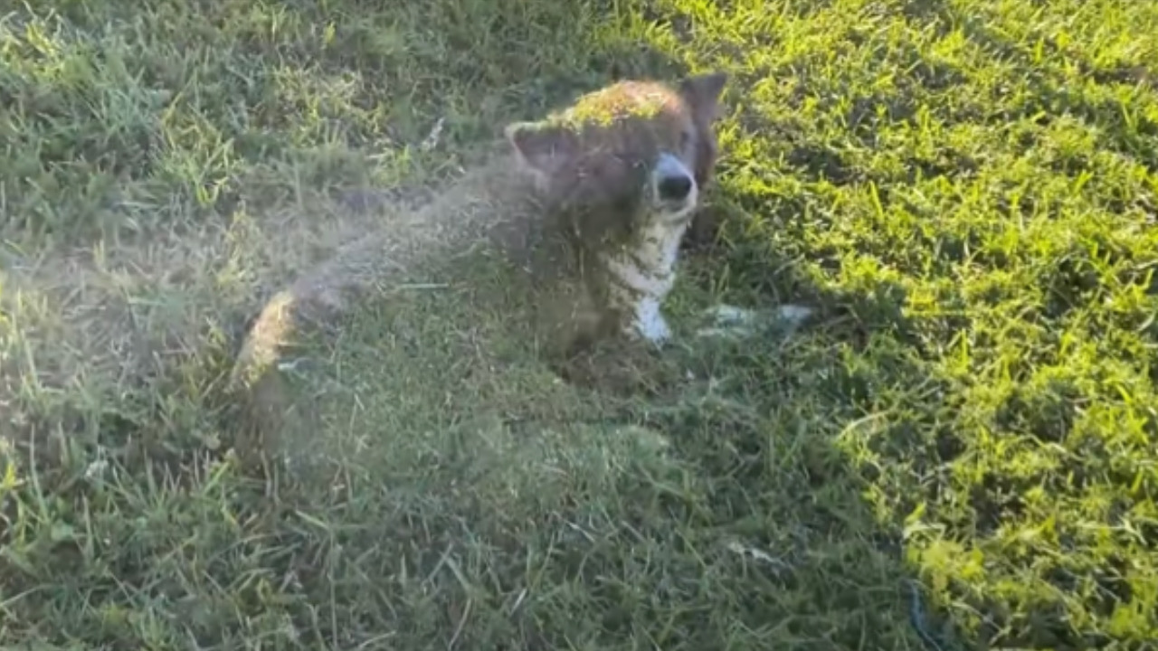 Cane pigro si riempie di erba