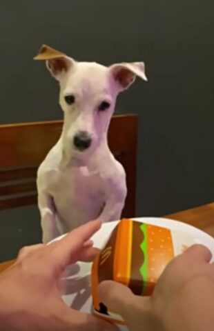 Il cane non reagisce bene alla differenza di dimensioni tra il suo panino e quello del suo padrone