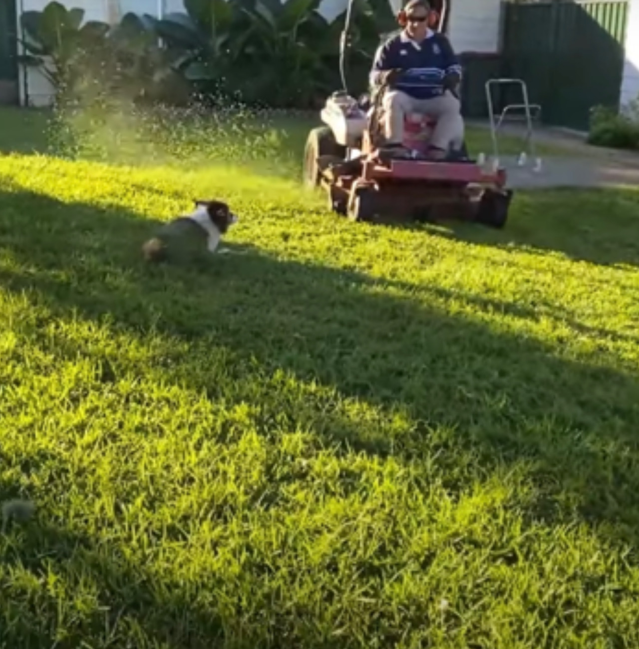 Cane rimane fermo mentre il suo umano sta per passare con il tagliaerba 