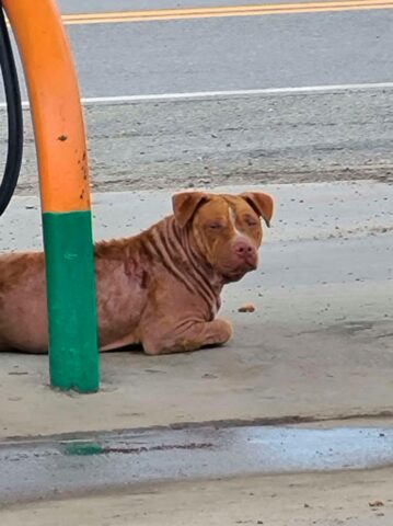 Il cane randagio si addormenta in auto dopo essere stato salvato