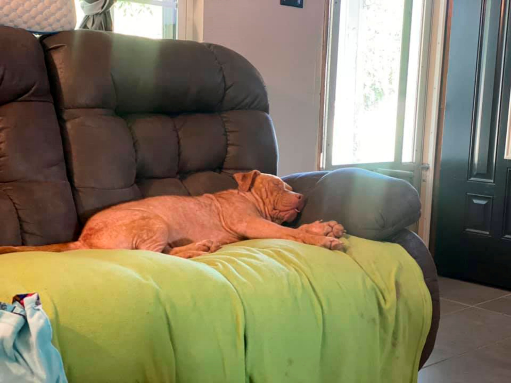 cane dorme sul divano