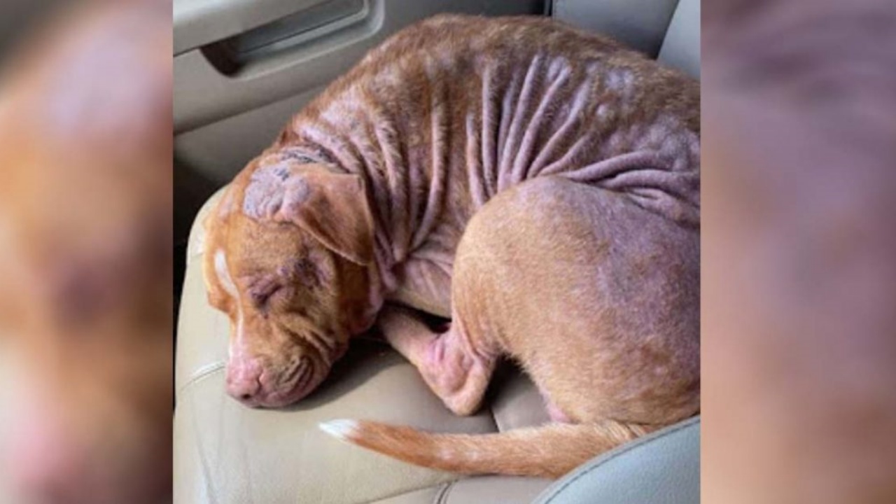 cane che dorme in auto