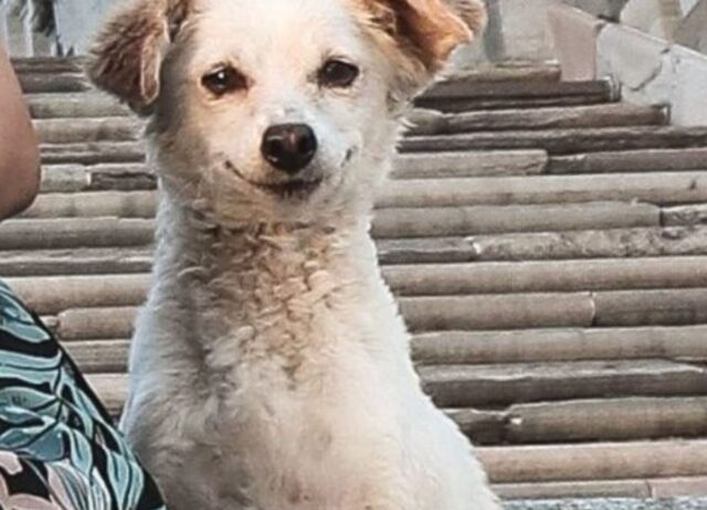 Il cane randagio si intrufola nella foto di famiglia e sfoggia il suo miglior sorriso