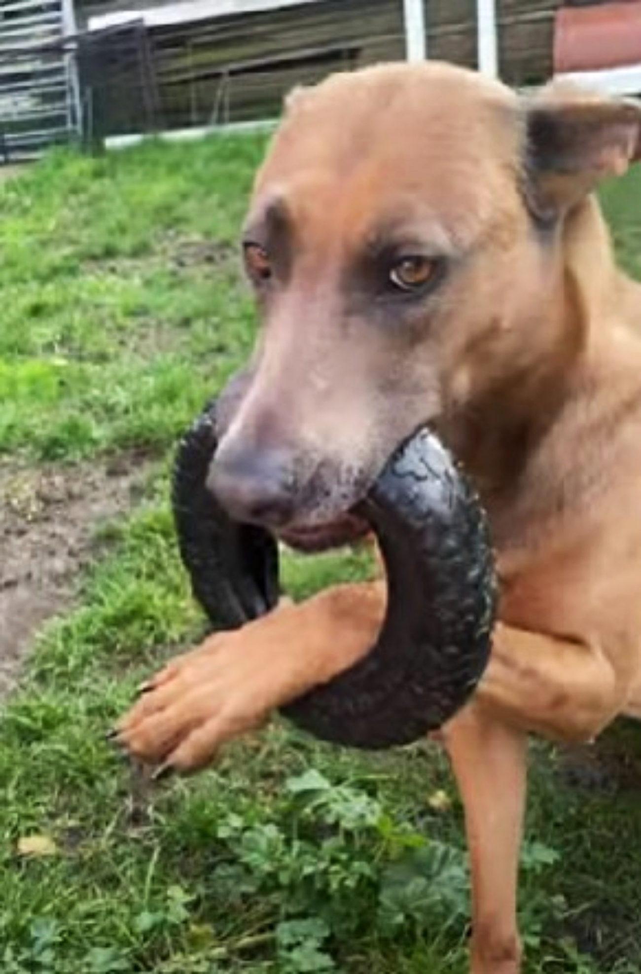 cagnolone bloccato nel gioco