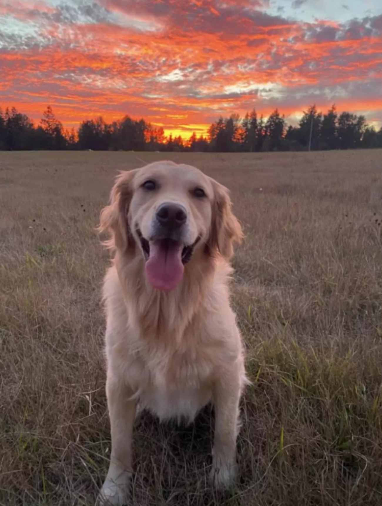 cane al tramonto
