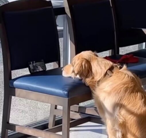 Il cane trova il modo migliore per intrattenersi mentre aspetta il suo turno dal veterinario