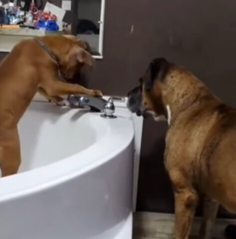 Il cucciolo di Boxer entra nella vasca e le prova tutte pur di far uscire l’acqua