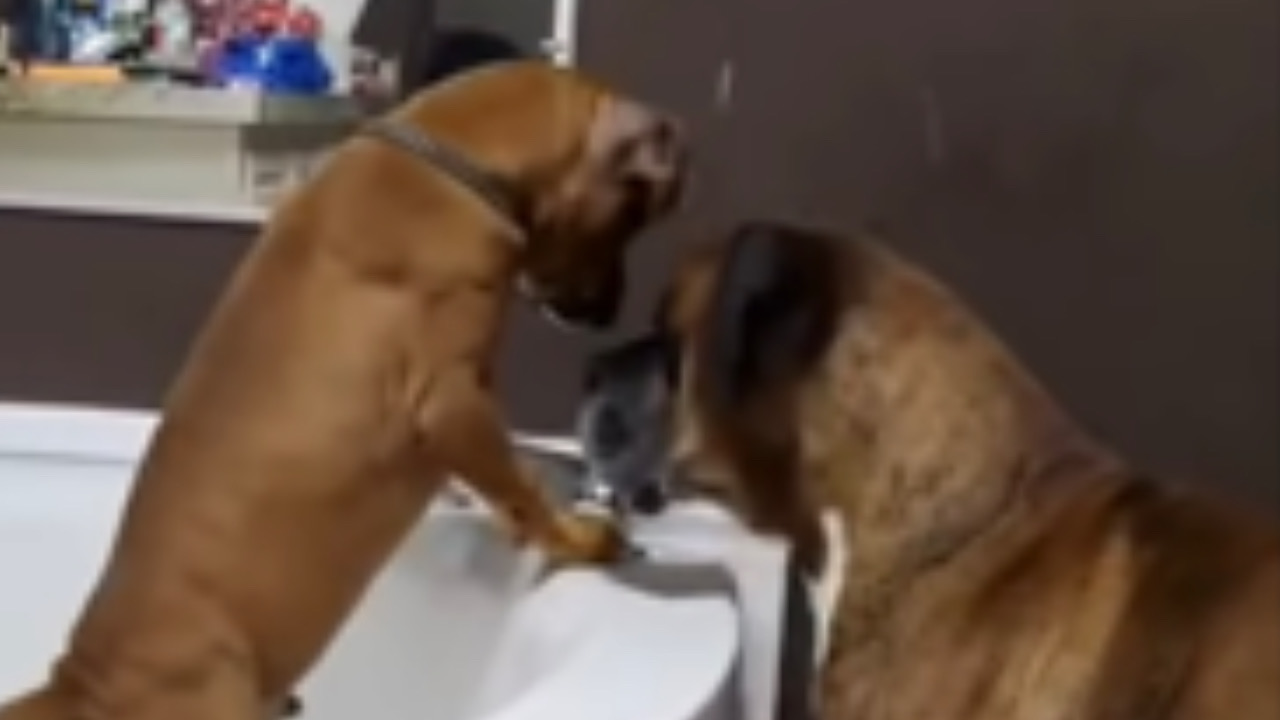 Cagnolino apre il rubinetto della vasca