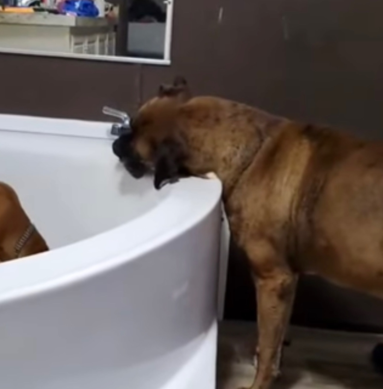 Cagnolone beve l’acqua