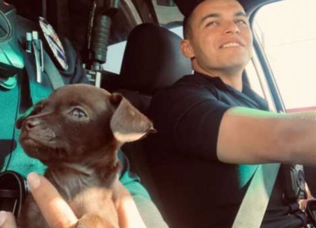 Il cucciolo di cane insegue un poliziotto dopo essere stato abbandonato e lo implora di portarlo a casa