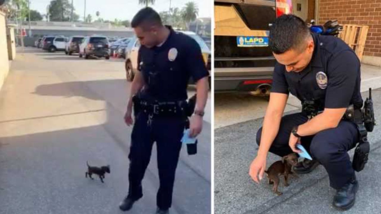 Il cucciolo di cane insegue il poliziotto