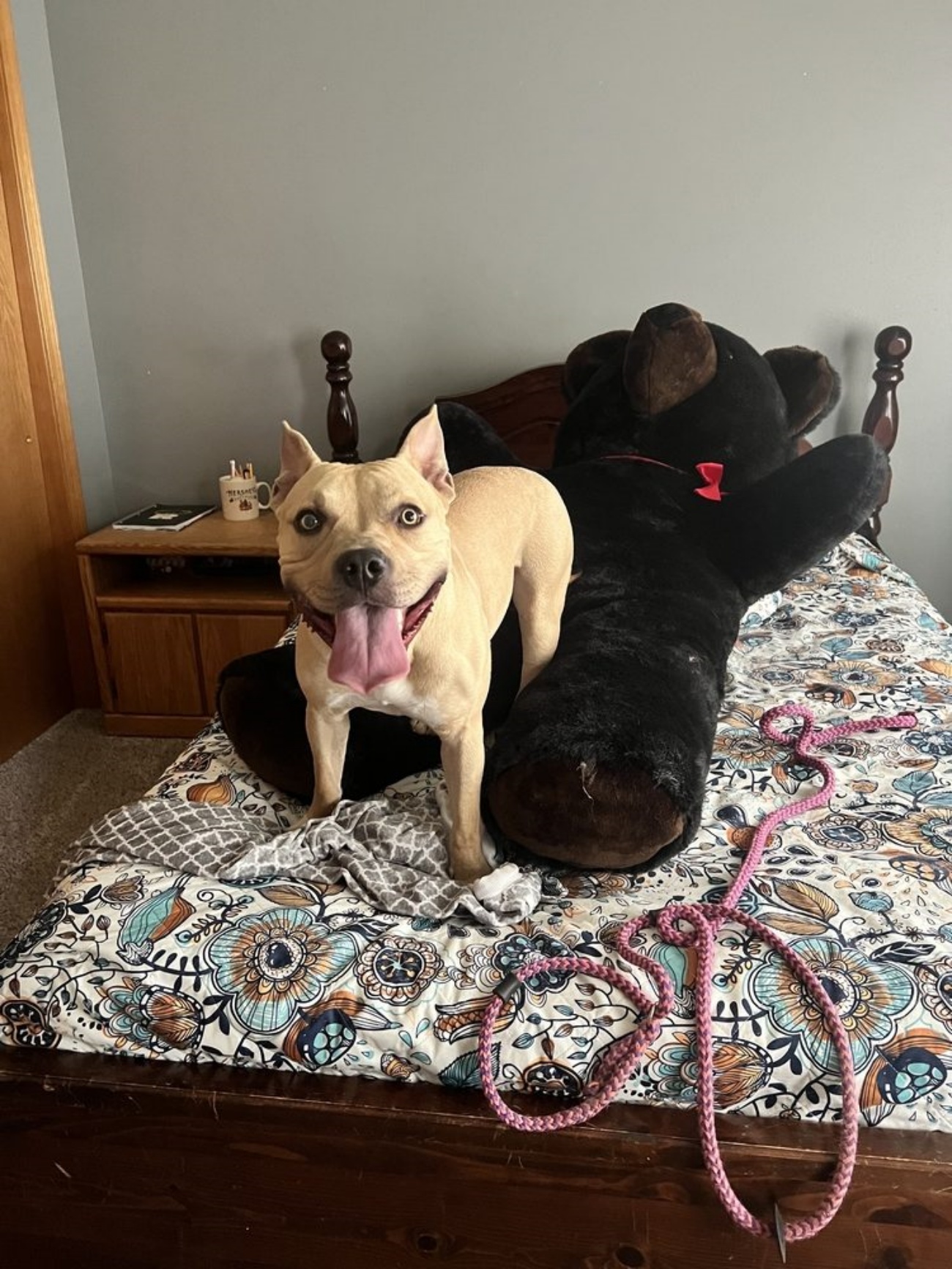 cagnolone sul letto