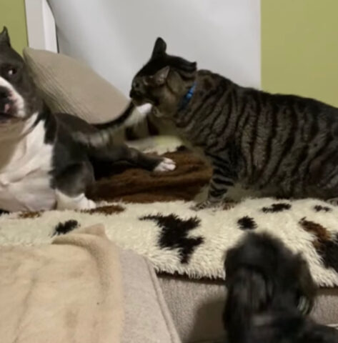 Il grosso cane viene aggredito dal gatto: a salvarlo pensa il cagnolino più piccolo