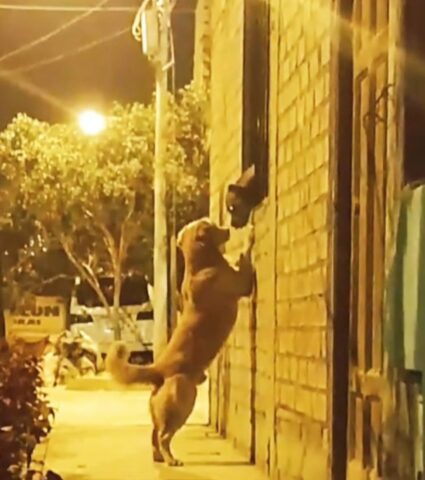 Il romantico Labrador fa visita alla sua “fidanzata” ogni notte regalandole un tenero bacio