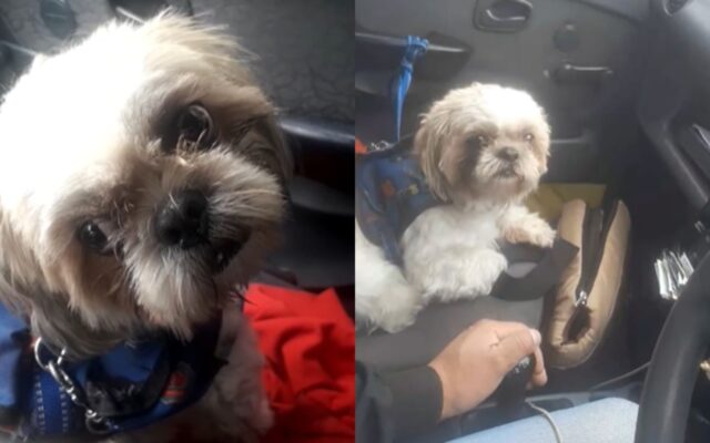 tassista si commuove di fronte al cane abbandonato nella sua auto