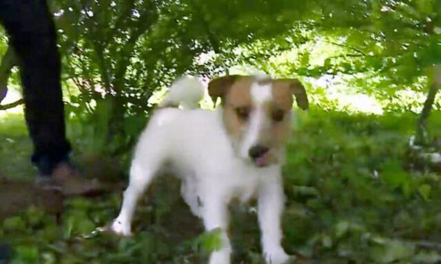 Il coraggioso Jack Russell non si tira indietro e riesce a salvare un neonato che era stato abbandonato nei cespugli