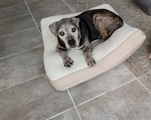 Kane, il cane che ha trovato la felicità alla veneranda età di 18 anni