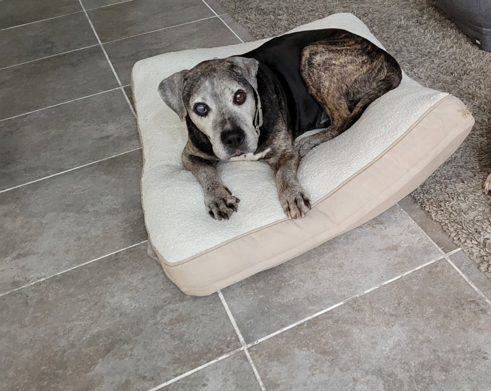 cagnolone anziano