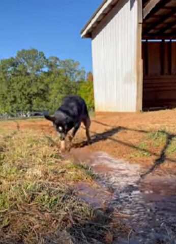 L’Australian Cattle Dog non resiste: quando vede l’acqua inizia a saltare e a giocare come un matto