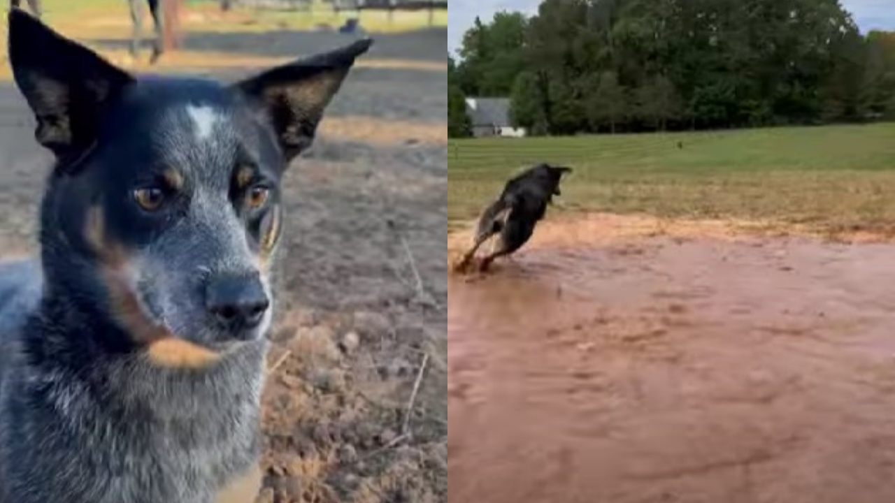 Australian Cattle Dog