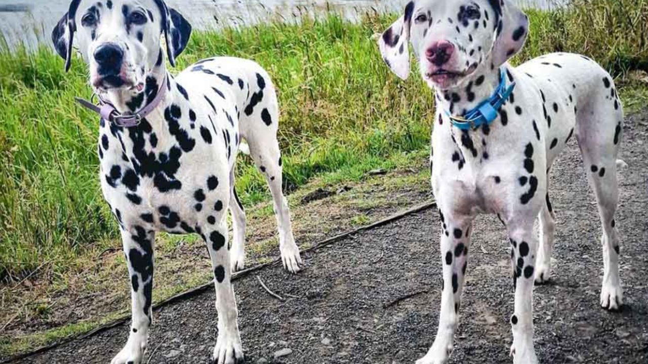 dalmata trova sorellina