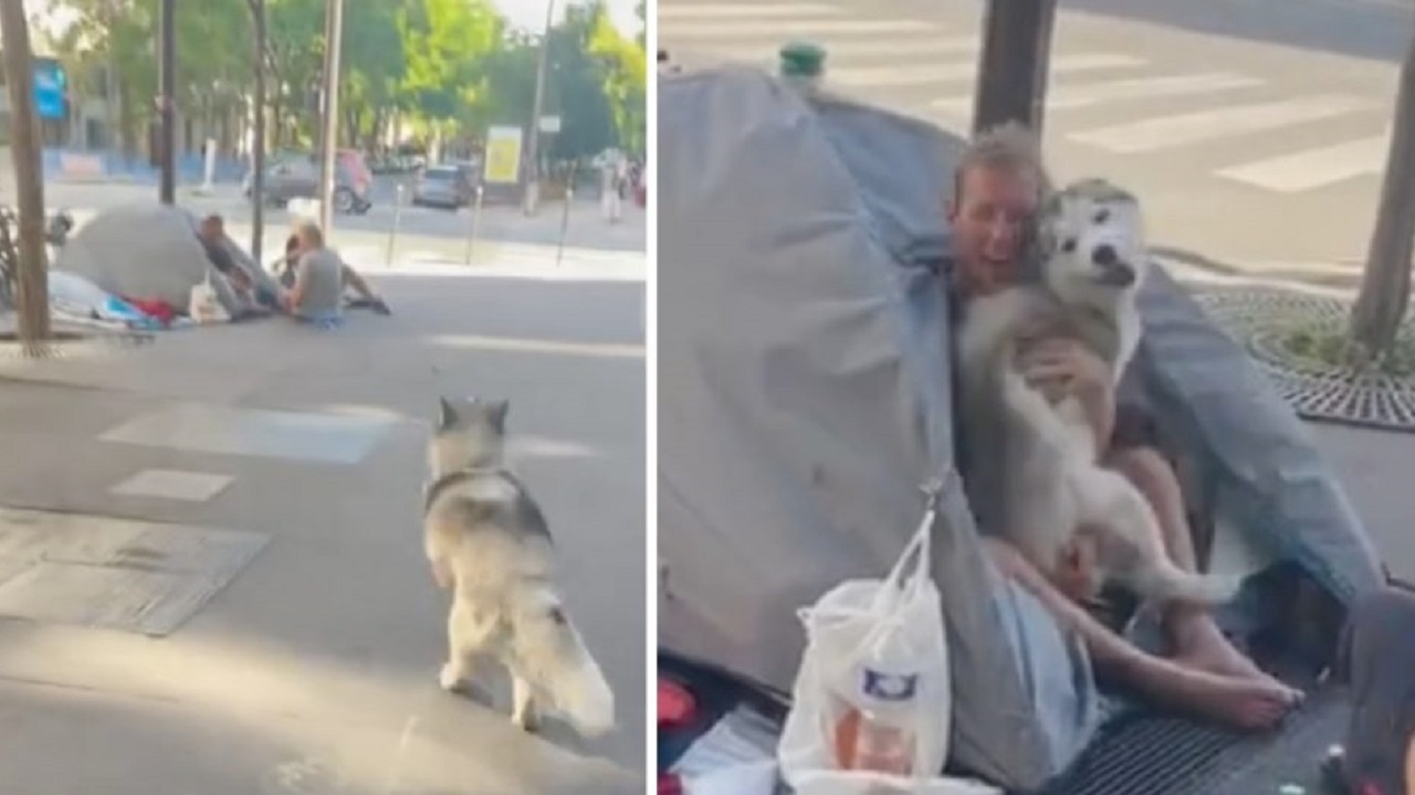 La cagnolina gioca con un senzatetto