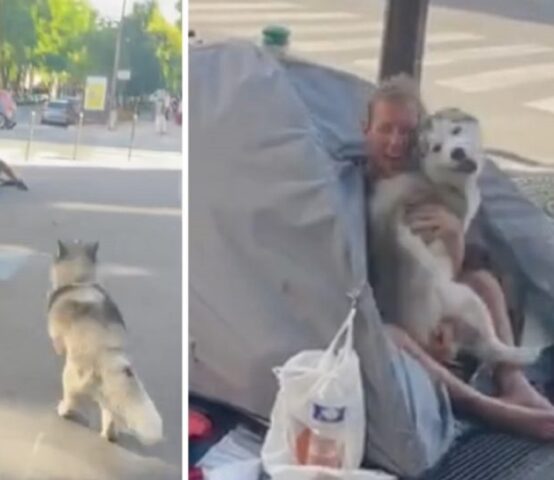 La cagnolina abbracciata a un senzatetto