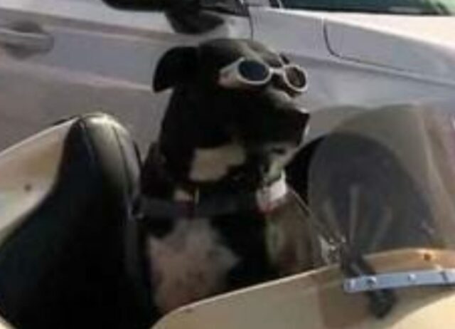 La cagnolina adottata dopo tanto dolore adesso viaggia su un sidecar personalizzato con il suo amico umano