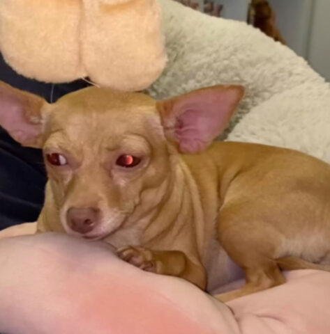 La cagnolina finge di essere cieca pur di ignorare la sua nuova sorellina appena adottata