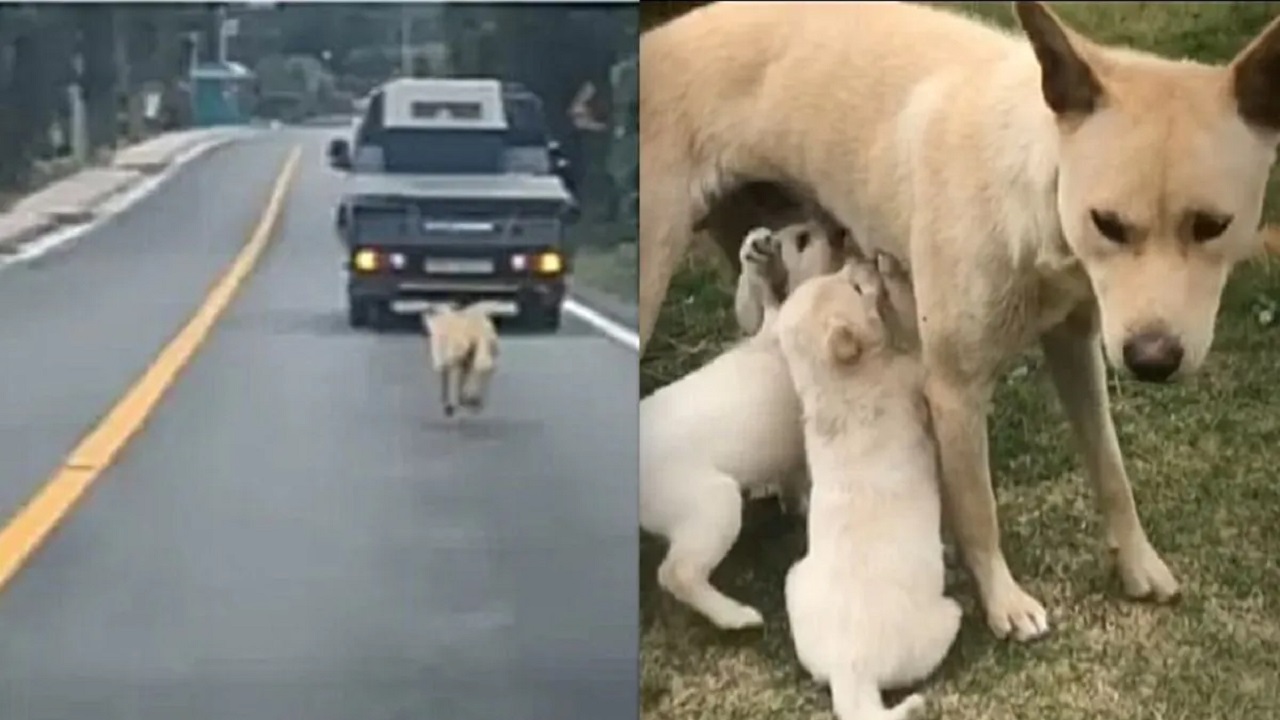 La cagnolina insegue una macchina in autostrada