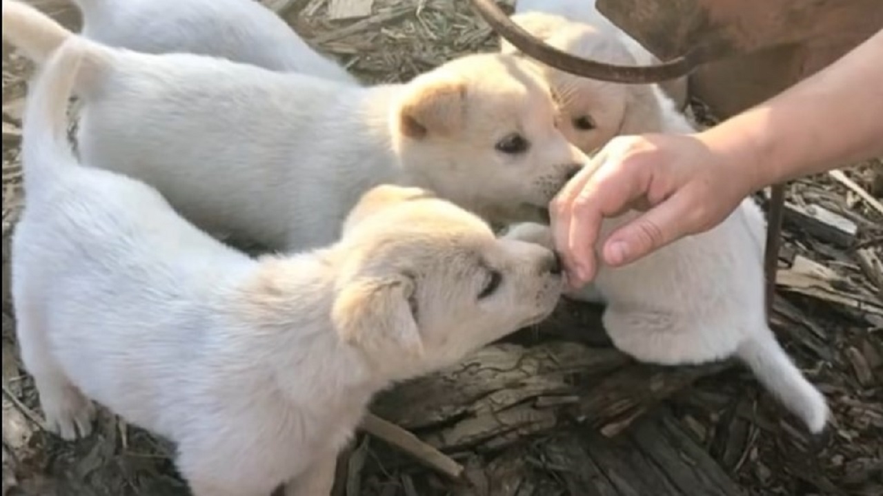 La cagnolina insegue una macchina dove ci sono i suoi cuccioli