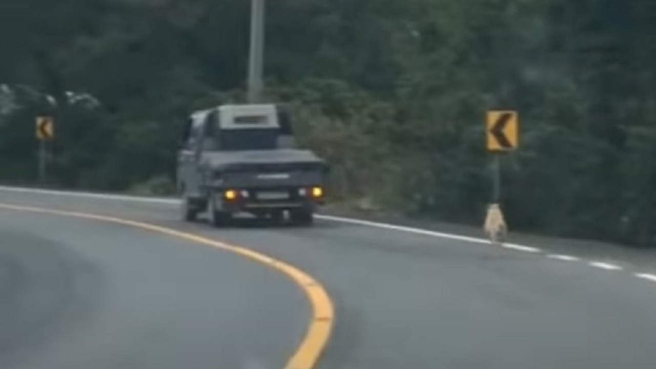 La cagnolina insegue un furgone a tutta velocità