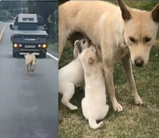 La cagnolina insegue disperatamente il furgone pur di non perdere i suoi cinque cuccioli