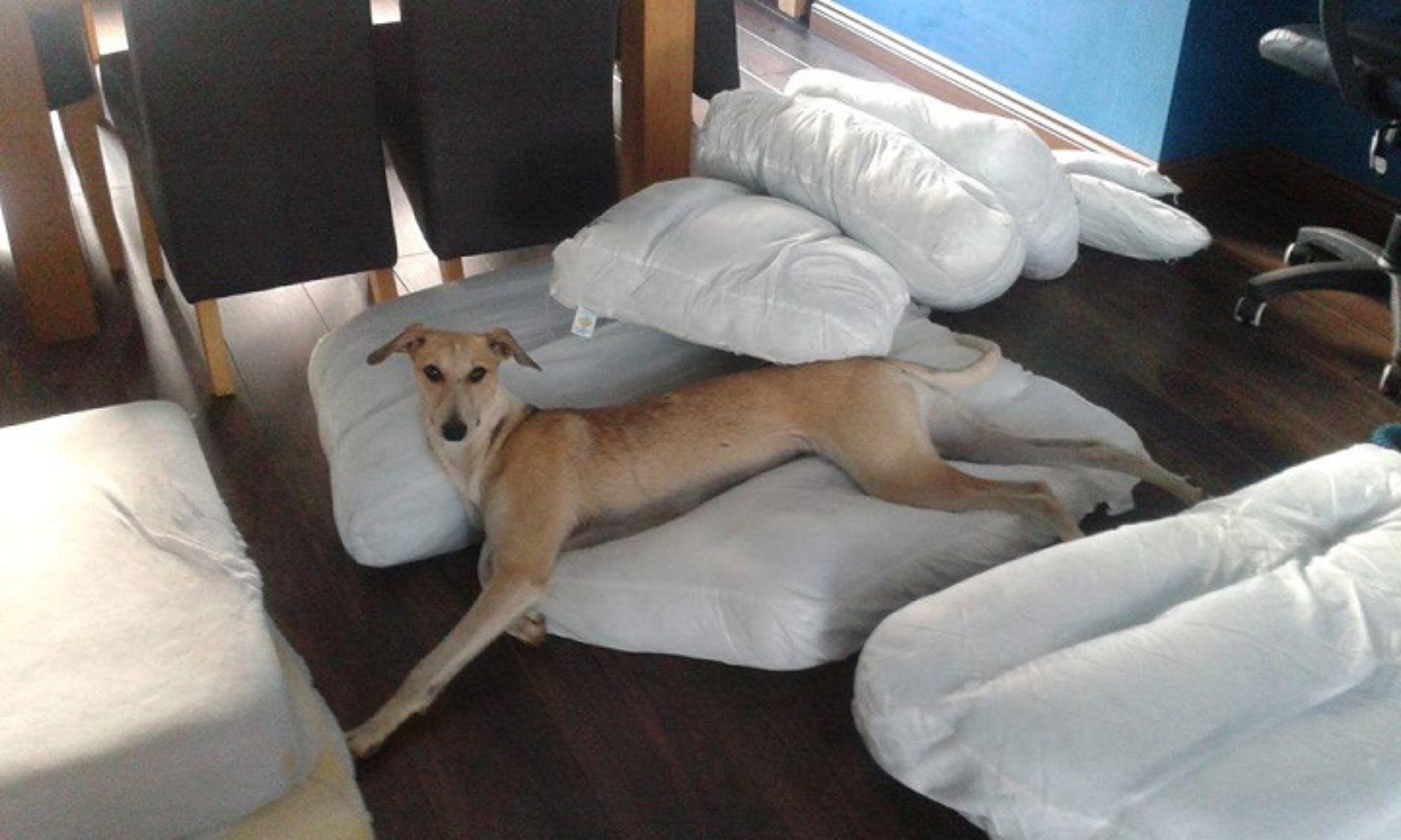 cagnolina sul letto