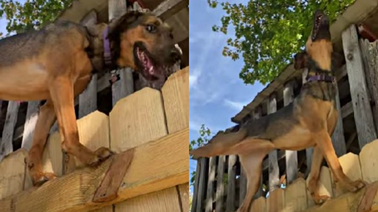 cagnolina sul recinto