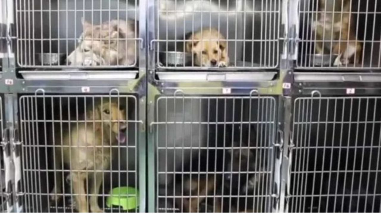 animali portati in ospedale dopo esser stati salvati