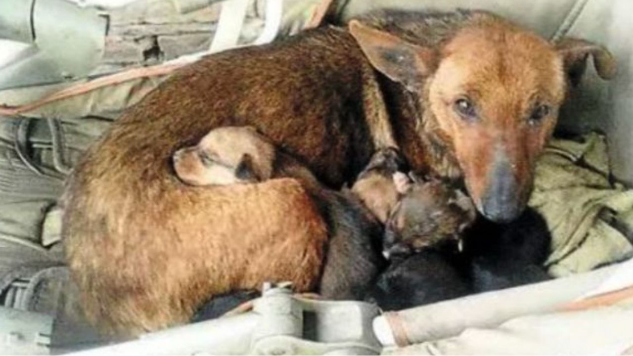 cagnolina randagia salva neonato