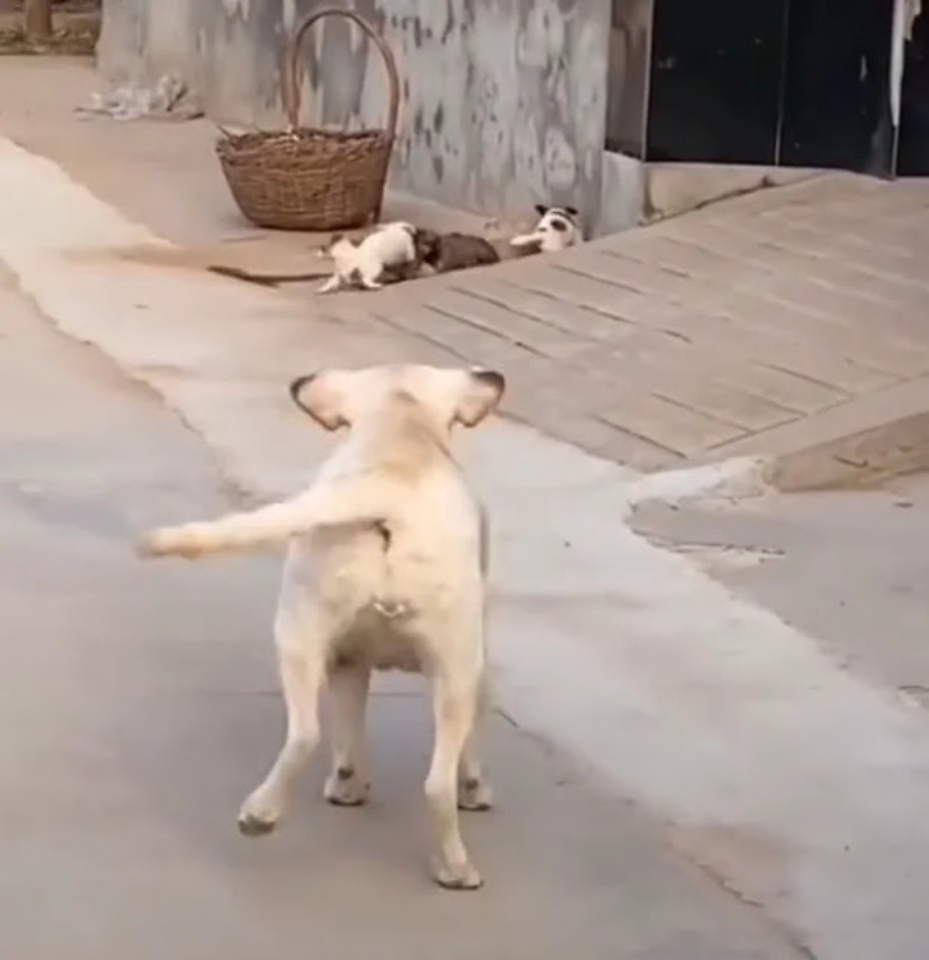 cagnolina e piccoli