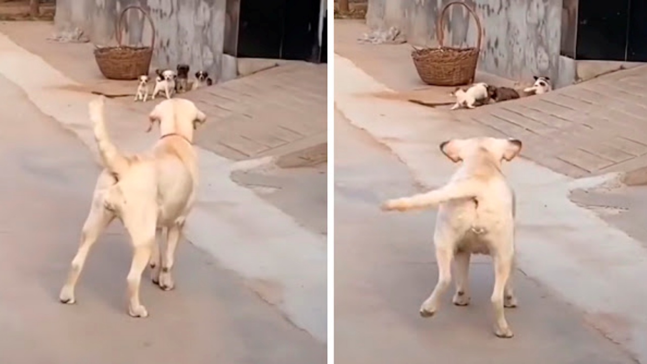 cagnolina e cuccioli