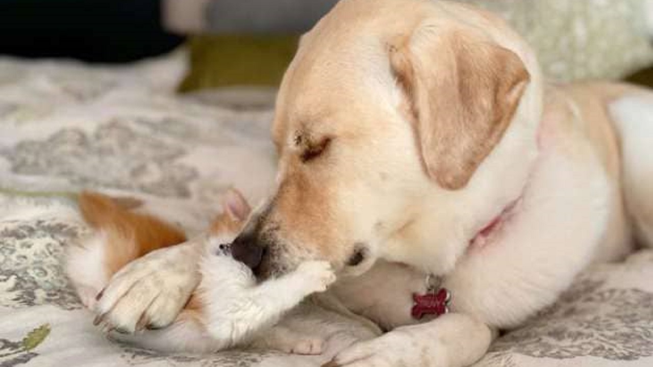 La cagnolona gigante mentre gioca con un gatto