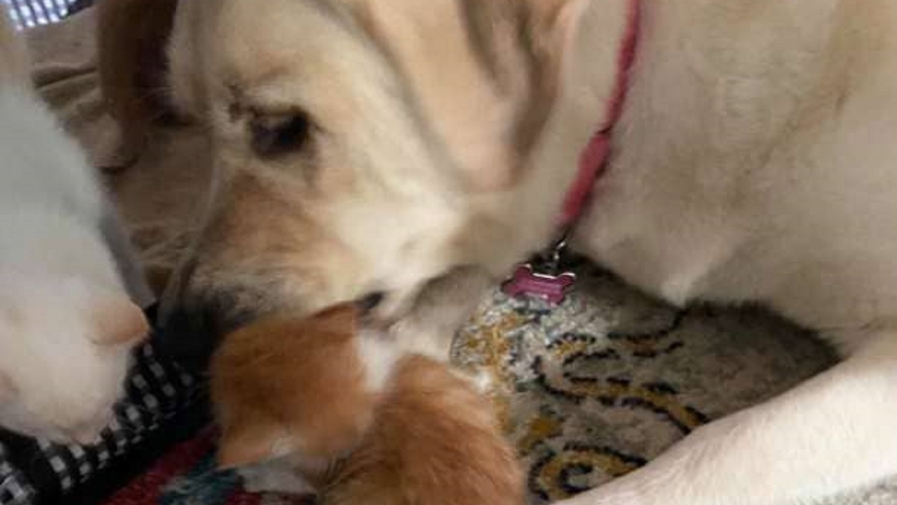 La cagnolona gigante mentre lecca un gattino