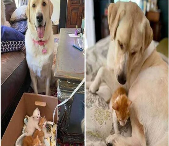 La cagnolona gigante diventa mamma di tre gatti