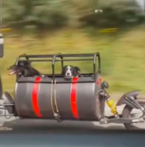 La coppia modifica la moto per portare i cani