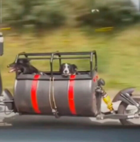 La coppia modifica la propria moto per poter viaggiare con i propri cani e portarli ovunque