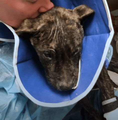 La donna ha baciato il Pit Bull che nessuno voleva e gli ha detto “No, non sarai più solo”