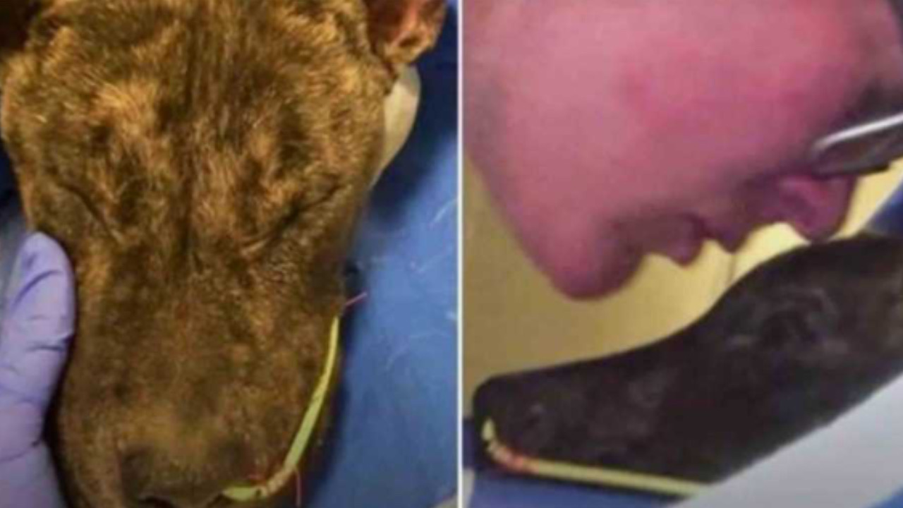 Donna assicura al Pitbull che non sarà mai più solo