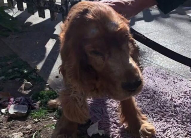 La donna porta a spasso il suo cane anziano, vecchio e sordo. Ma è solo una scusa per abbandonarlo