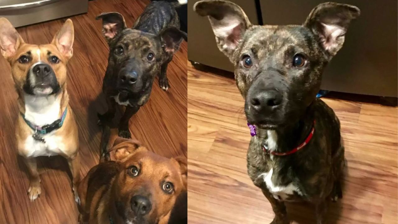 il cane dopo esser stato salvato si trova con la sua nuova famiglia