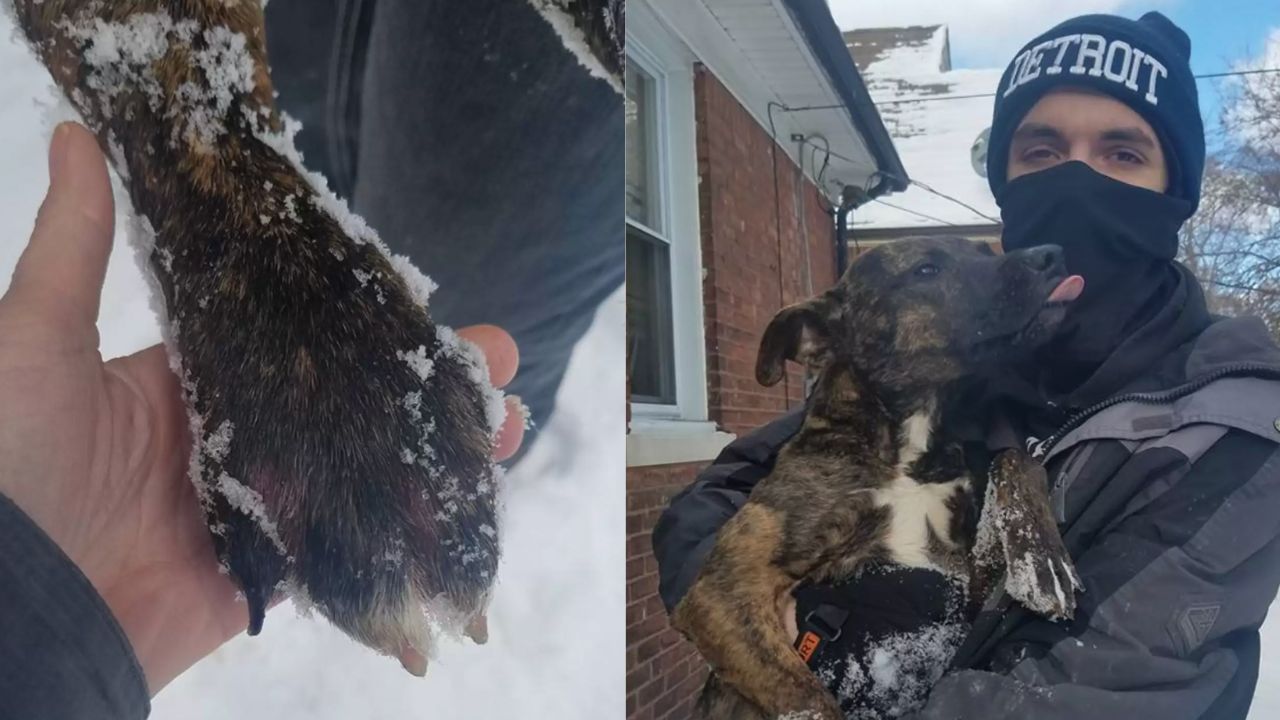 Il cane ringrazia il vicino per averlo salvato