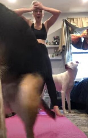 La mamma umana fa yoga e uno dei suoi cani decide di farle un “regalino”